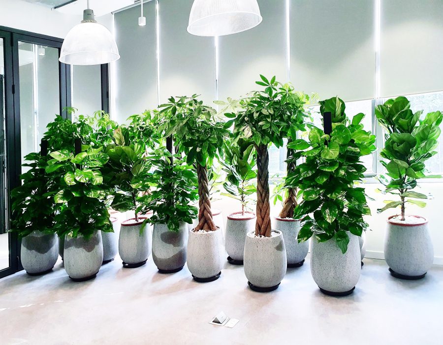 Dịch vụ cho thuê cây cảnh Hoa Xinh Garden