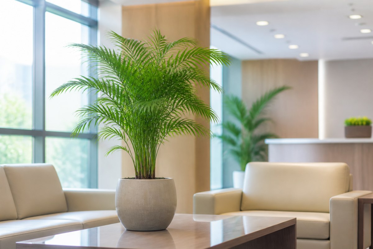 Cây Trúc Hawaii có ý nghĩa phong thủy như thế nào?