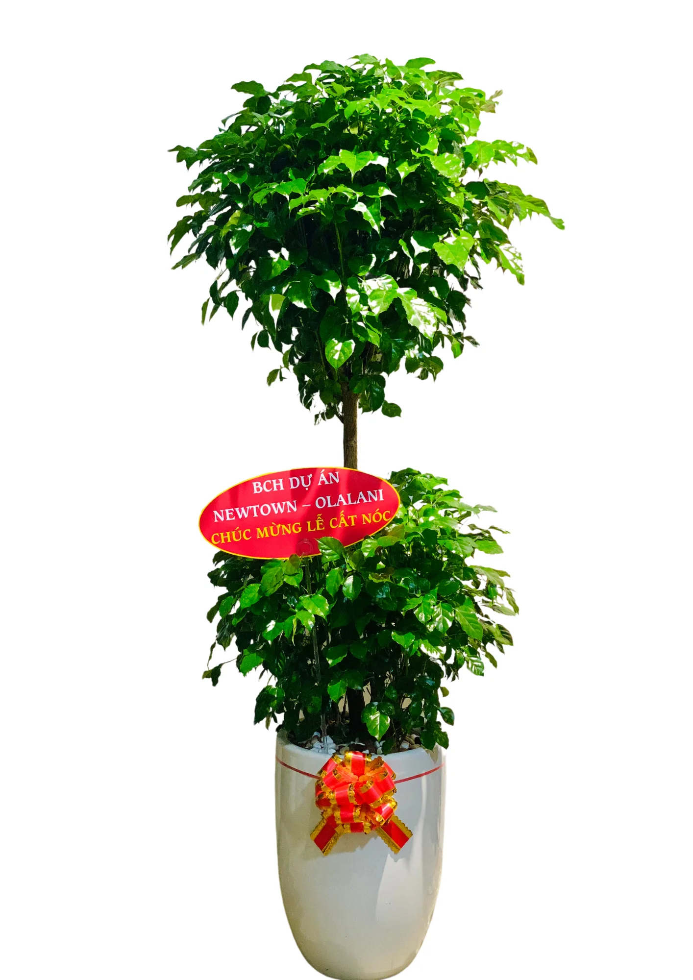 Cây Hạnh Phúc Hai Tầng