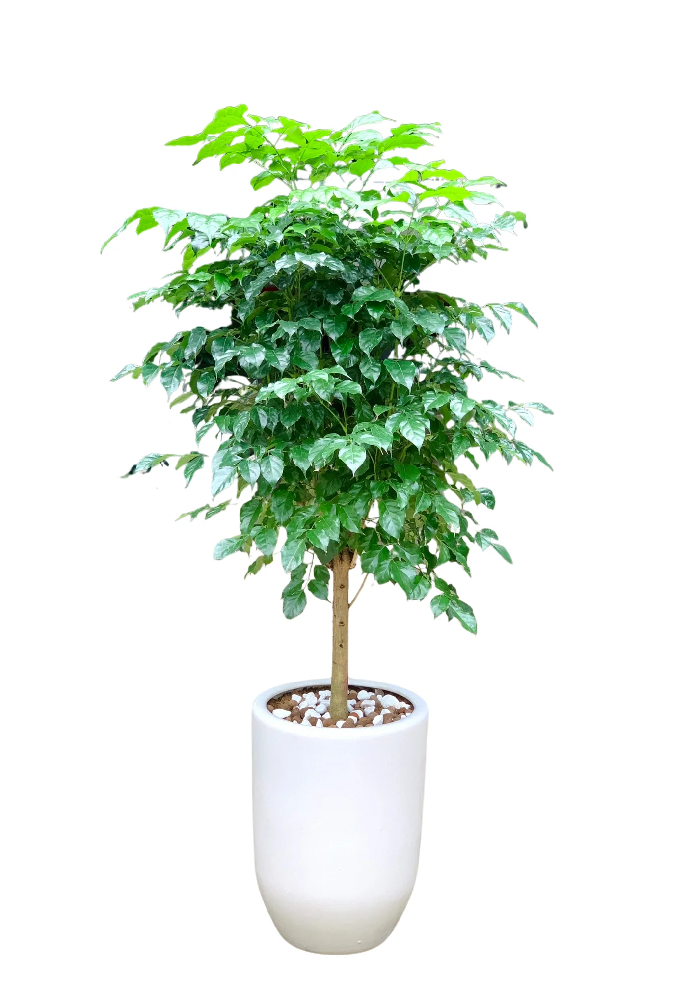 Hanh Phuc Than Tree