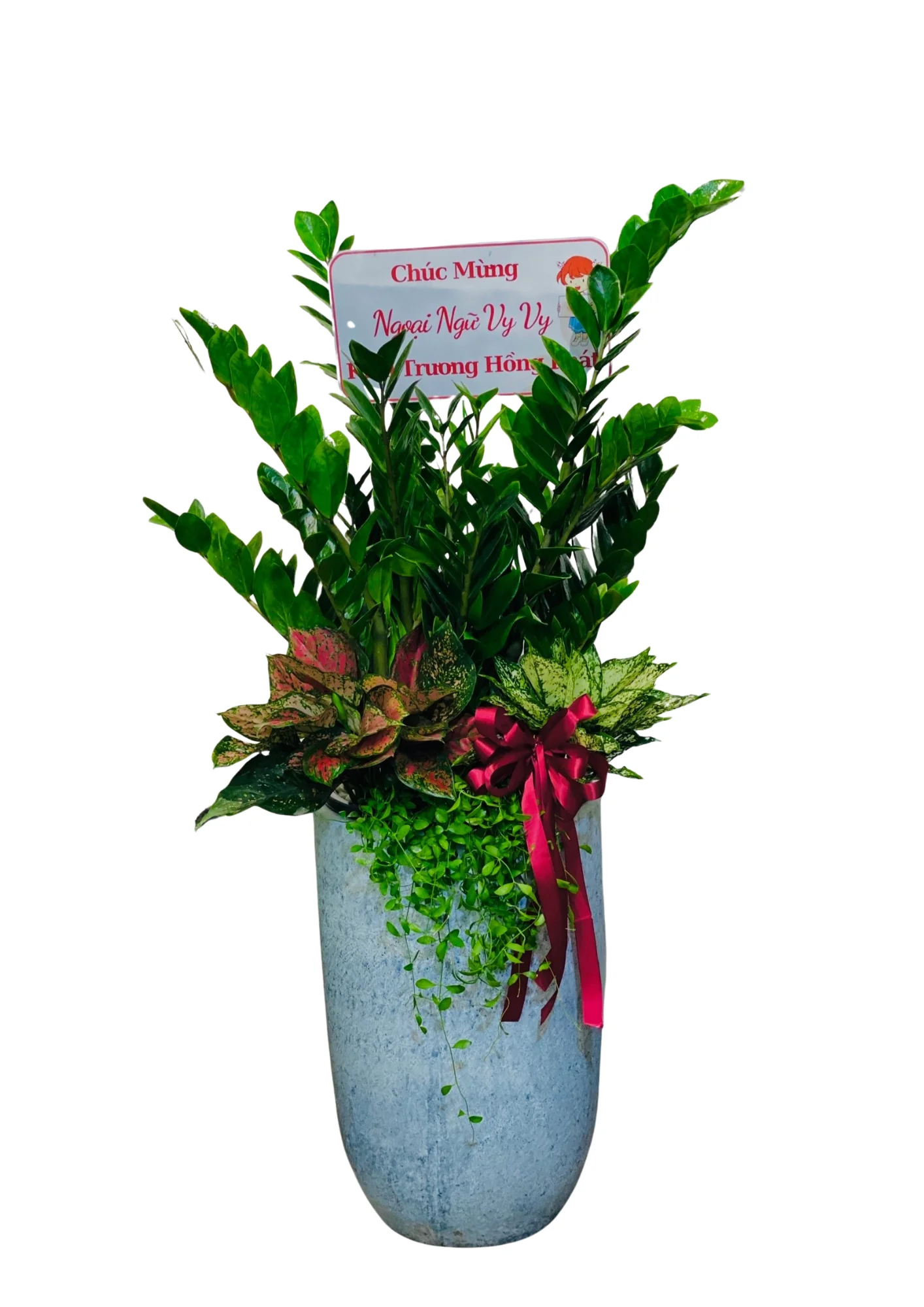 Cây Kim Tiền Chậu Mix
