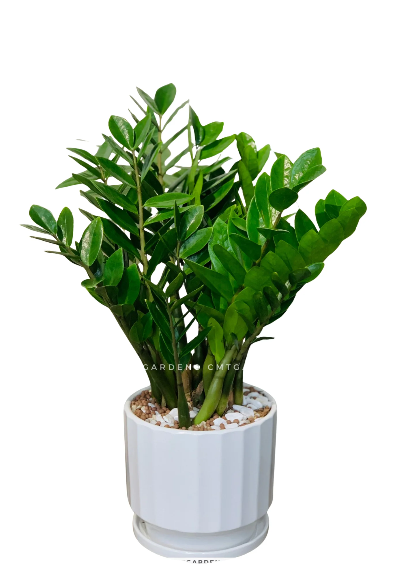 Cây Kim Tiền Để Bàn