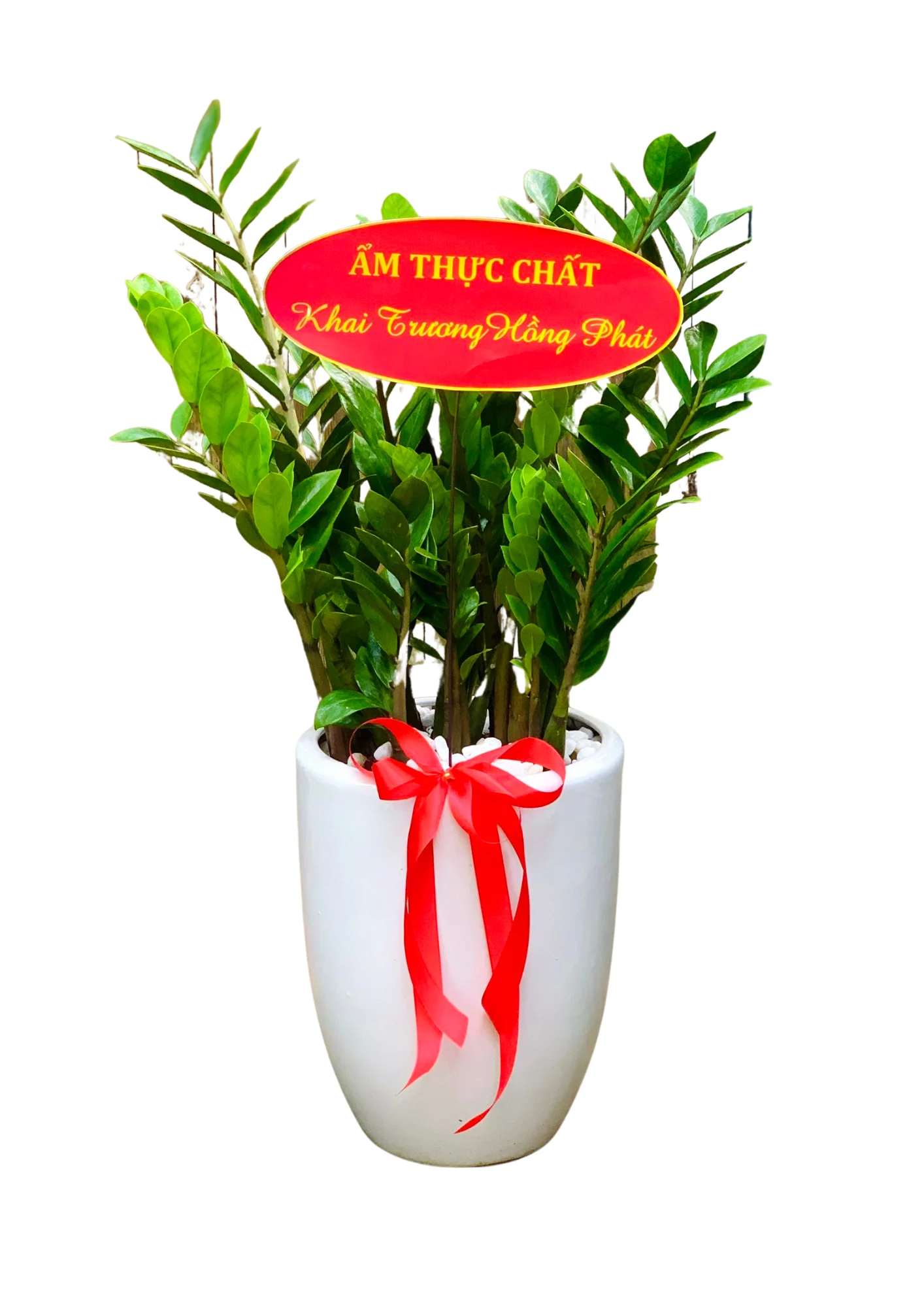 Cây Kim Tiền Size Lỡ
