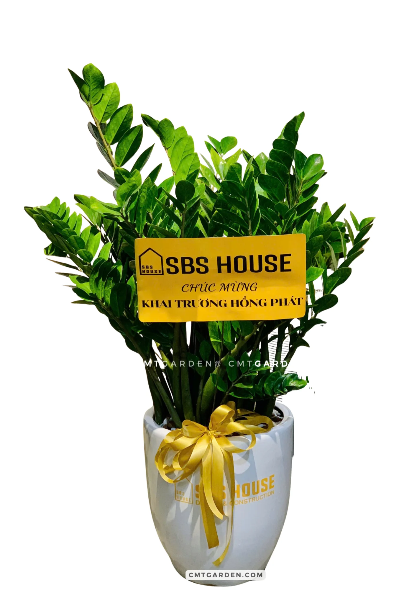 Cây Kim Tiền Size Lớn