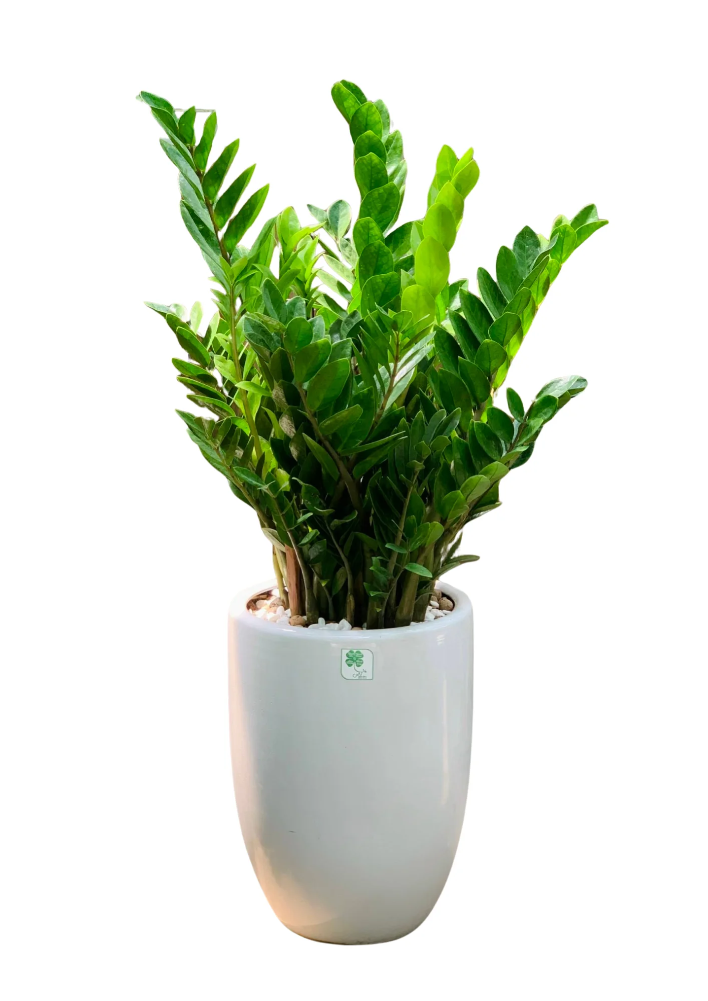 Kim Tien Trung Hinh 1