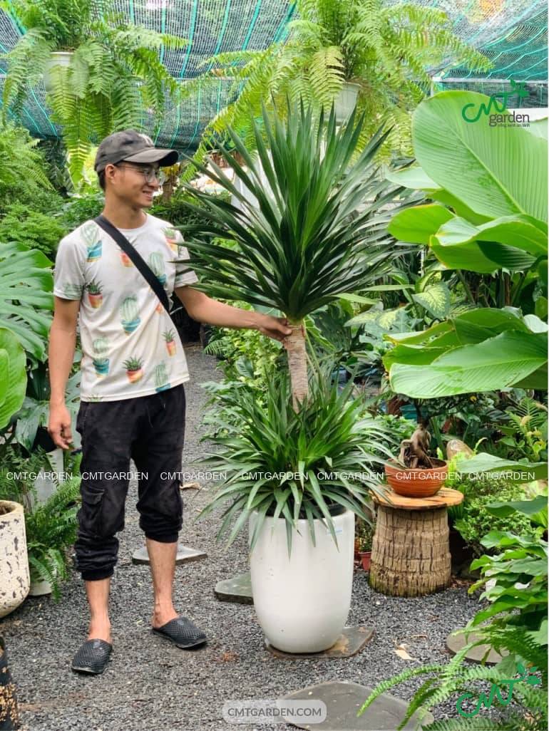 Cay Phat Tai Nui Hai Tang Lon Đà Nẵng