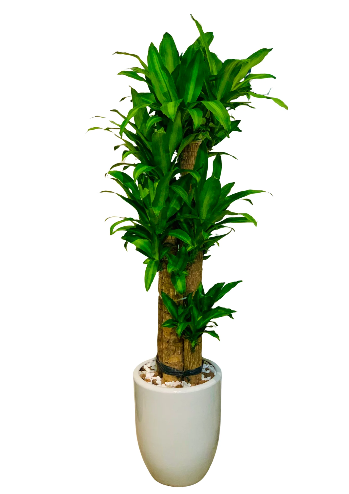 Cây Thiết Mộc Lan