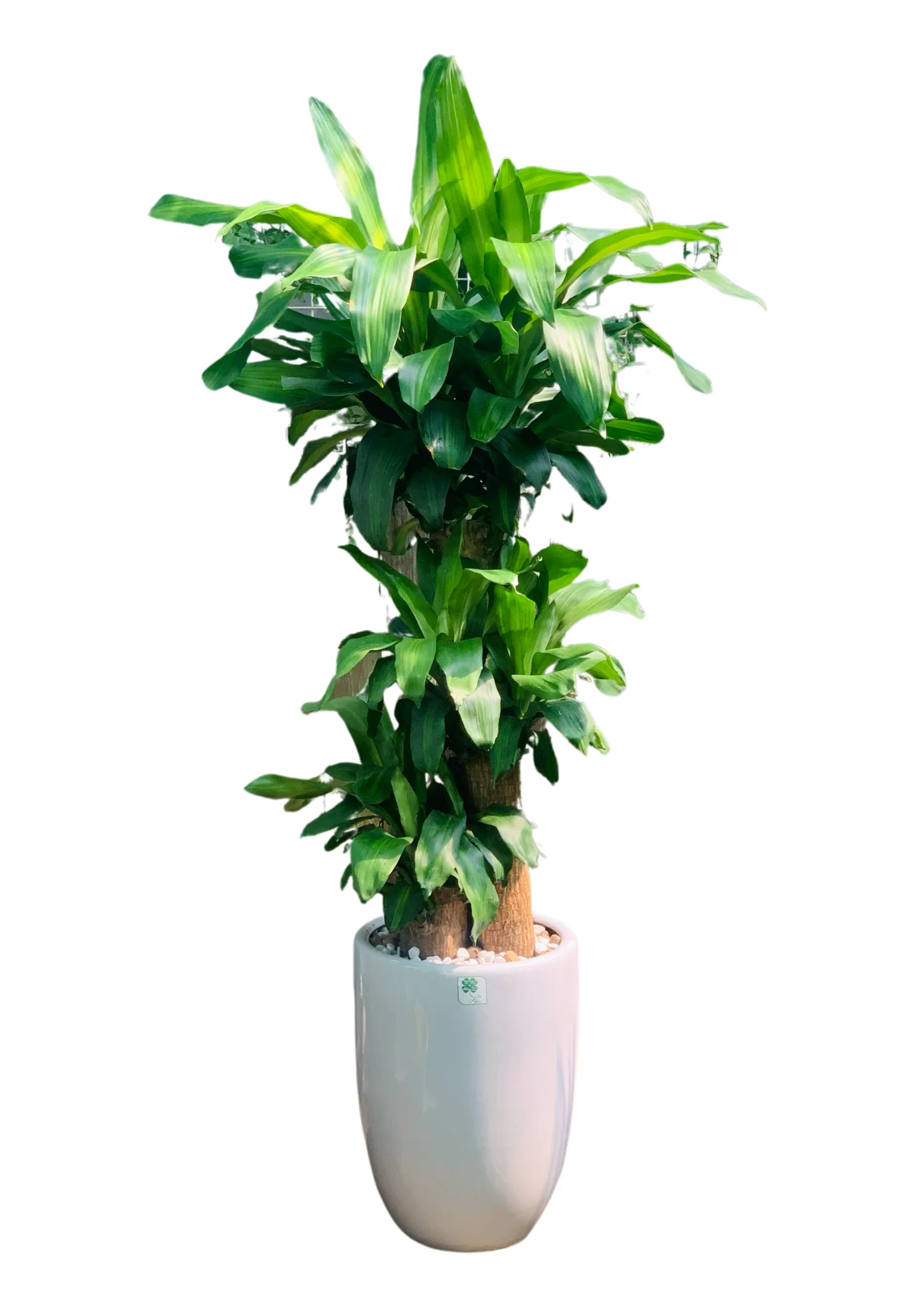 Cây Thiết Mộc Lan Chậu Sứ Lớn