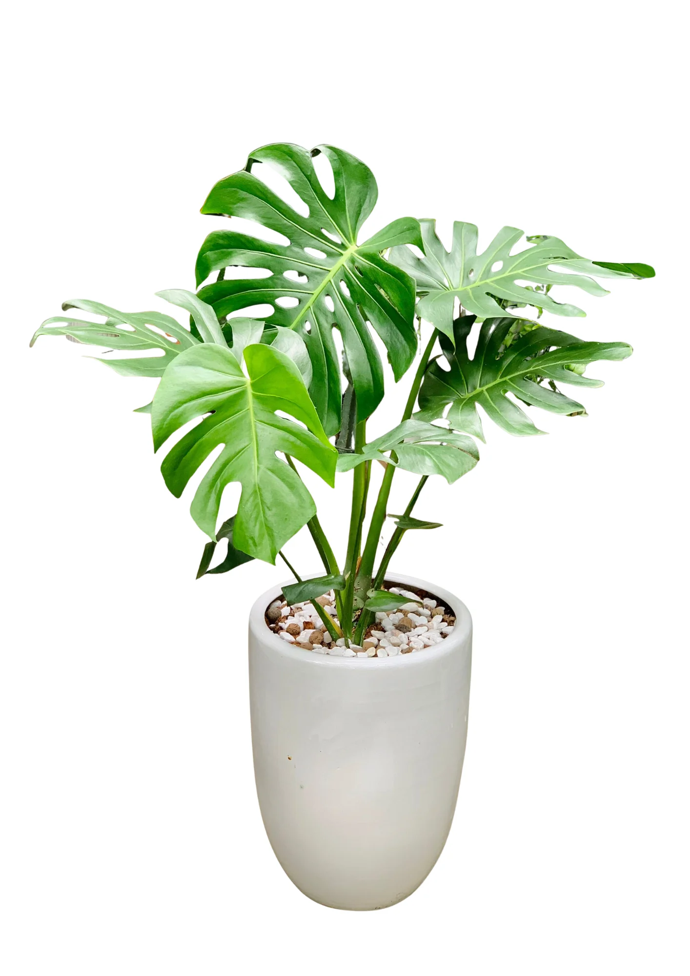 Cây Trầu Bà Lá Xẻ Monstera