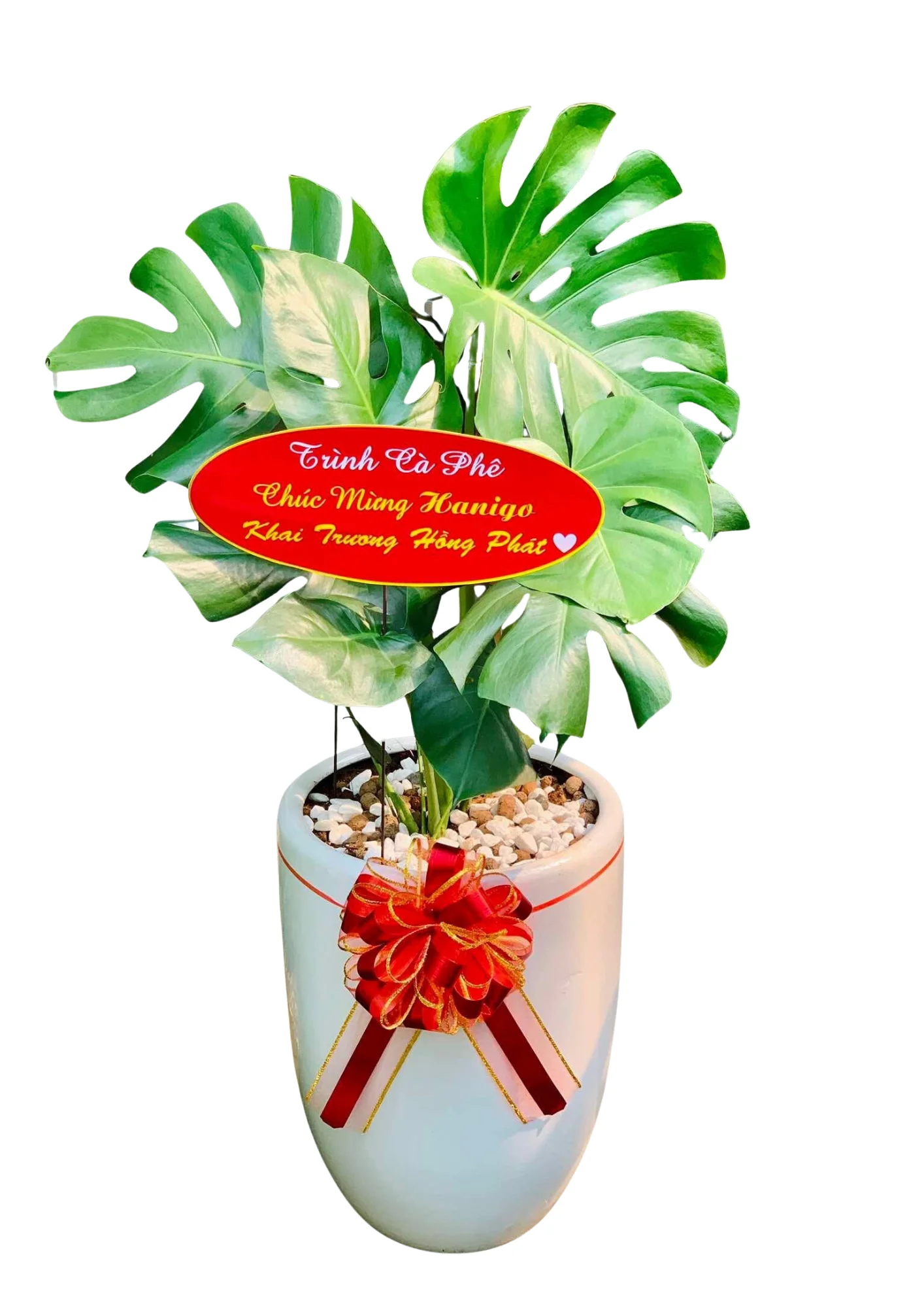Monstera Deliciosa Chau Su Lo 2