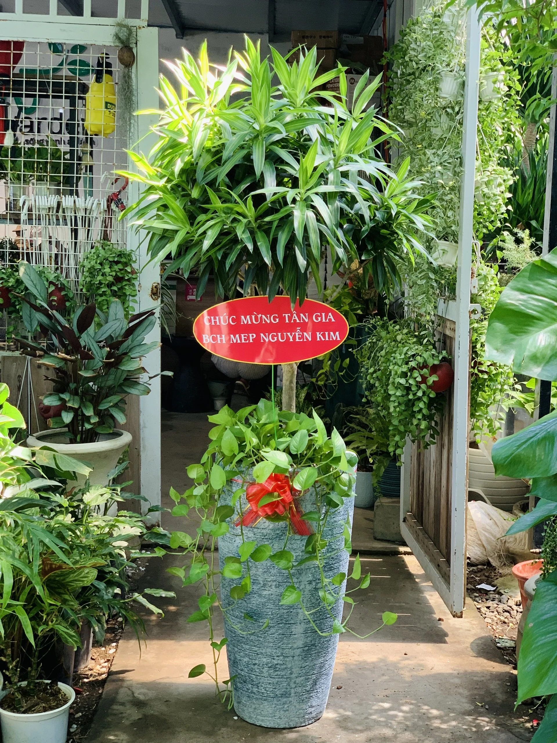 Truc Bach Hop Vot Cao
