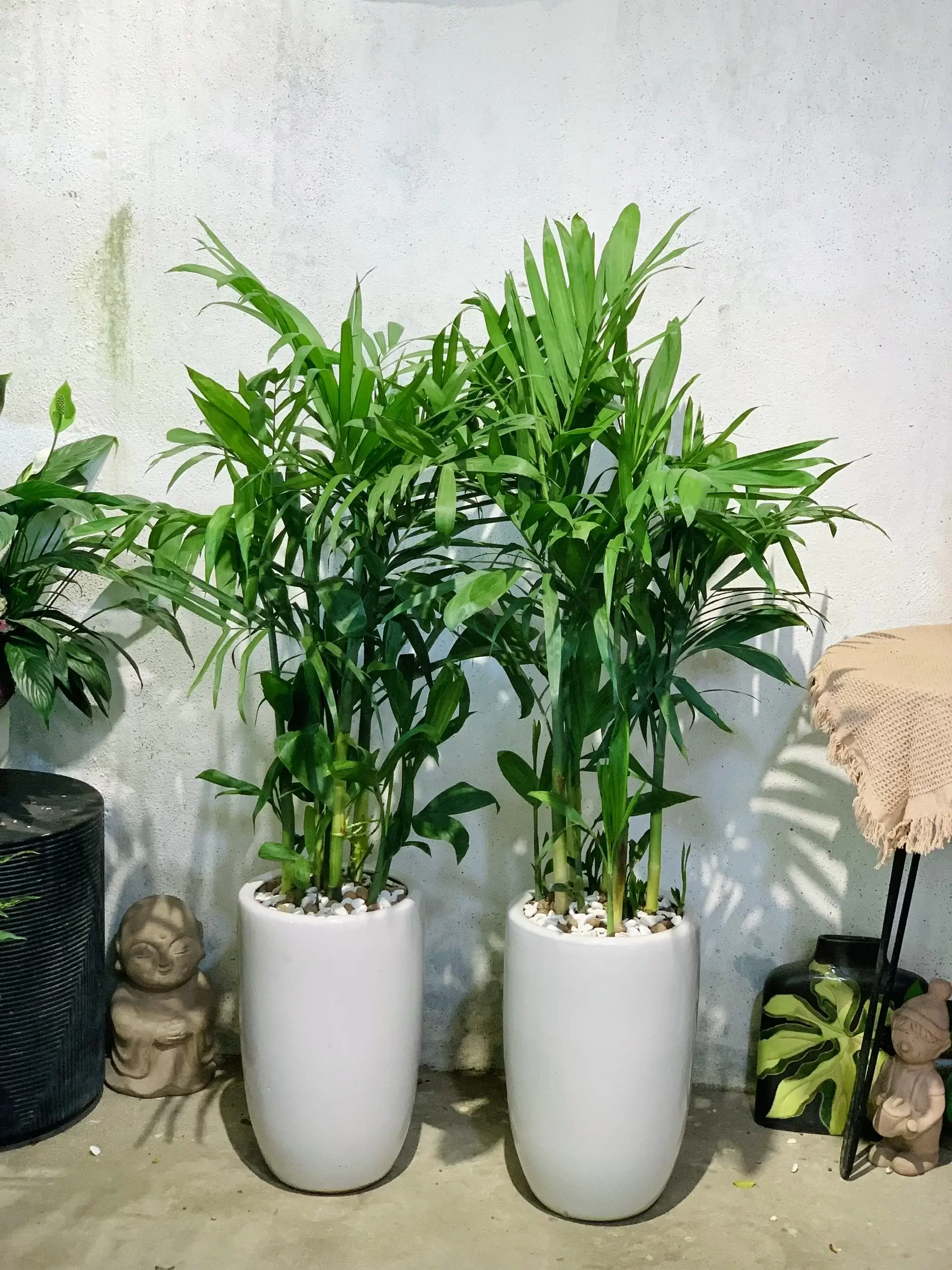 Trúc Hawaii Chậu sứ