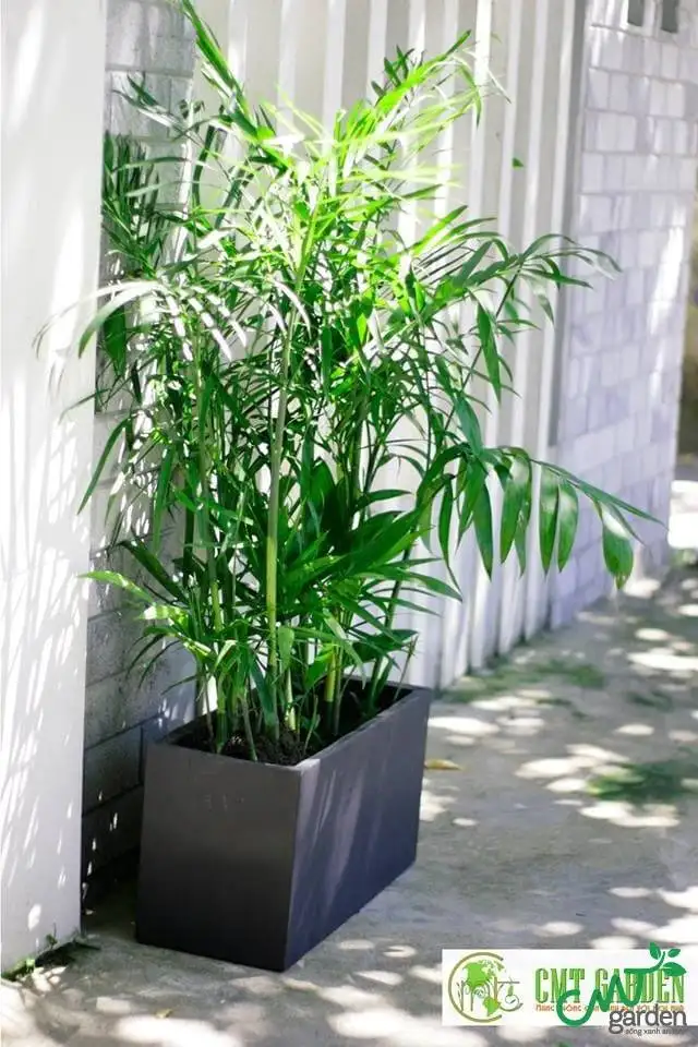 Cây Trúc Hawaii Chậu Xi Măng